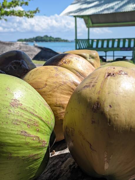 istock closeup of fresh young coconuts against a summer beach background 1524095970