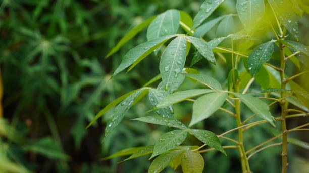 istock Cassava Leaves in North Sumatra. 1524098454