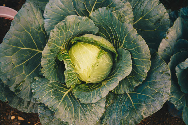 istock Green organic fresh cabbage plant on soil 1524117078