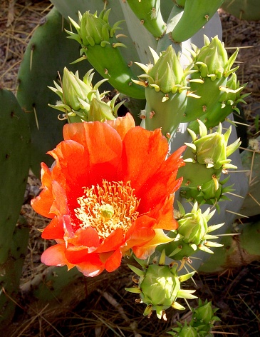 Blooming cactus in Arizona in the springtime