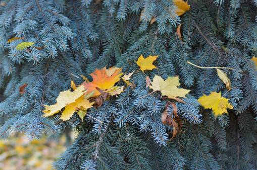 Yellow fallen leaves lie on a spruce branches, close-up. Autumn leaf in pine needles. Christmas tree ornate dry maple leaves.