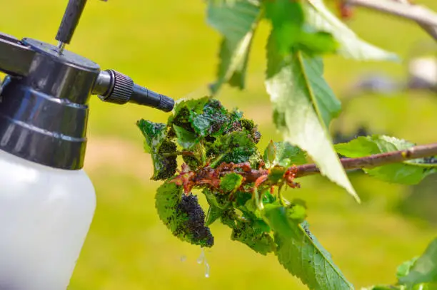 spray bottle and spraying chemical liquid on cherry leaves with aphids in summer day. Fruit trees treatment from parasites attack. Garden problems and solution. Closeup.