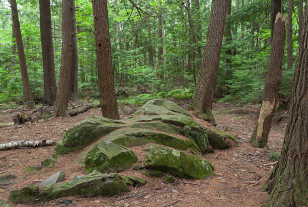 istock Moss-Covered Rock Outcrop in Enchanting Forest 1524225221