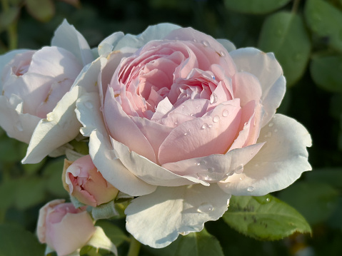 Raindrops rest on a pink rose after a spring storm in a Little Rock, Arkansas garden