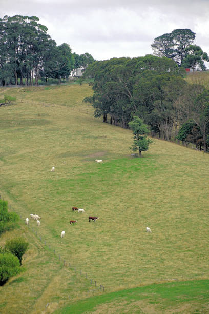 istock Kurumburra,  Victoria,  Australia 1524239569