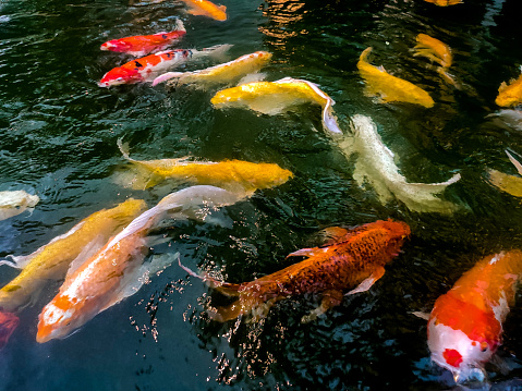 Ornamental koi fish with beautiful colors
