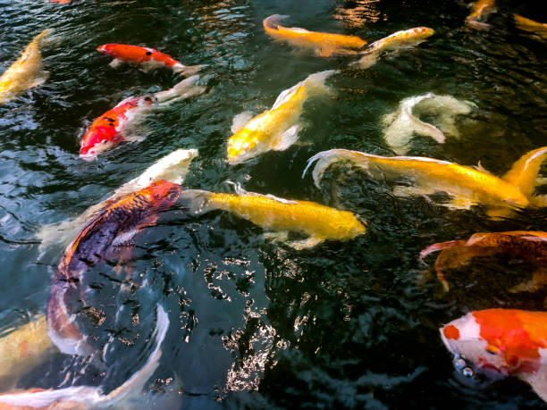 Ornamental koi fish with beautiful colors