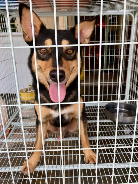 istock Happy handsome smart cute dog in cage 1524273271