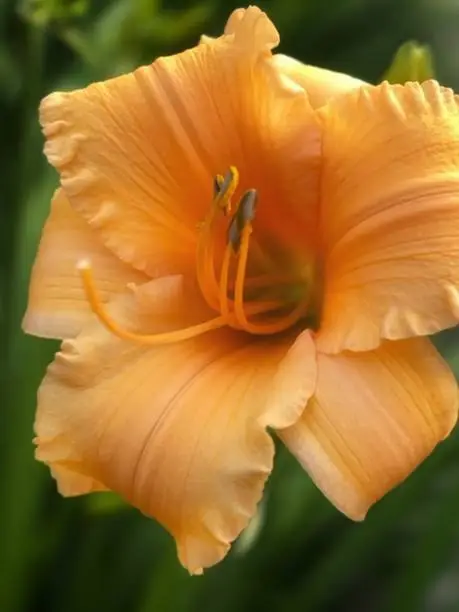 Photo of Up close peach lily flowerhead