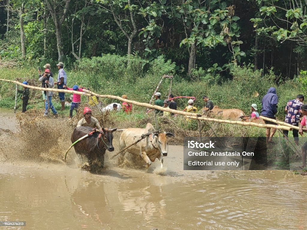 Cow Racers Cow Race Or Pacu Jawi Stock Photo - Download Image Now - Activity ...