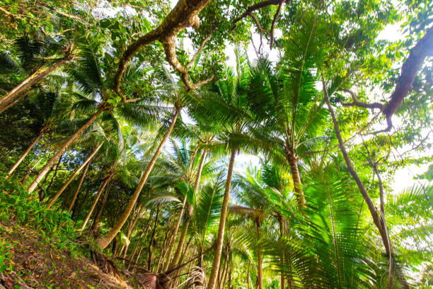 Paradise sea beach with coconut palm tropical tree forest summer vacation nature landscape