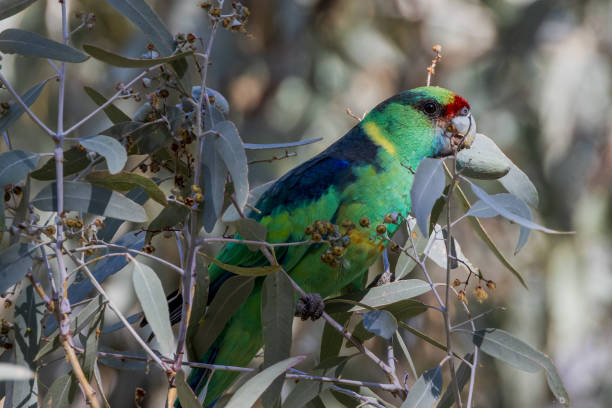 istock Mallee Ringneck in Queensland Australia 1524279109