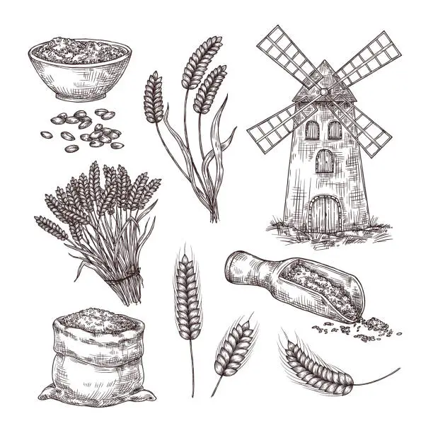 Vector illustration of Hand drawn wheat. Sketch bag of grains, windmill, ear spikes and seed. Cereals vintage style vector illustration set