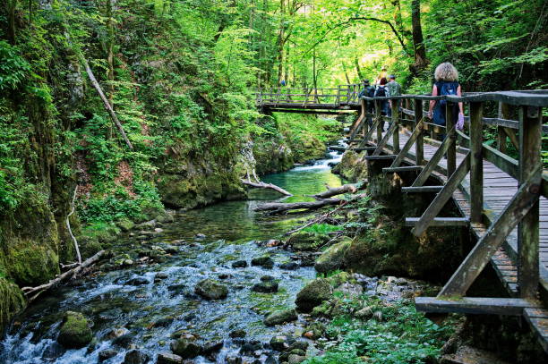 istock Wooden bridge in the forest 1524288590