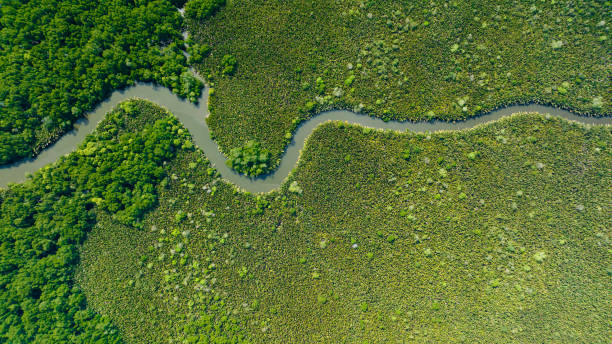 istock Mangroves in Borneo, Malaysia. 1524288979