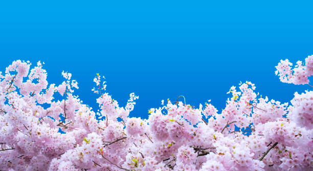 istock Diecut on blue backgroung for Sakura Cherry blossom flower 1524289534