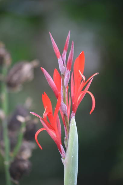 istock Canna Indica Red flower 1524296250