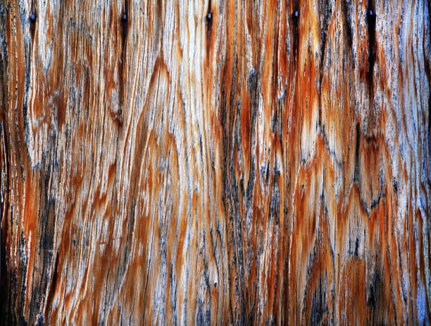 Beautiful wood grain. Wood background. Wood grain pattern texture background