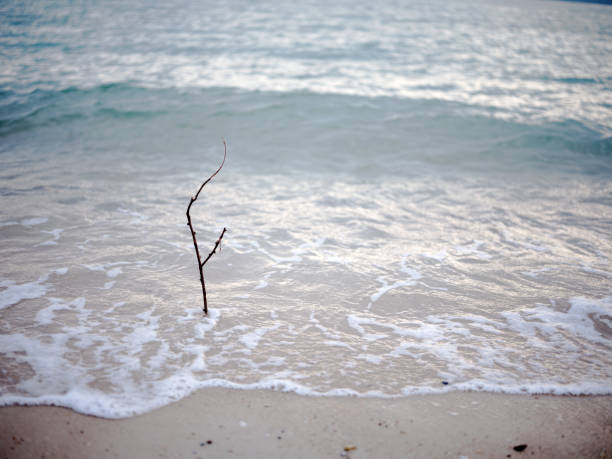 Driftwood on the beach ,vibrant sunrise over the Black sea