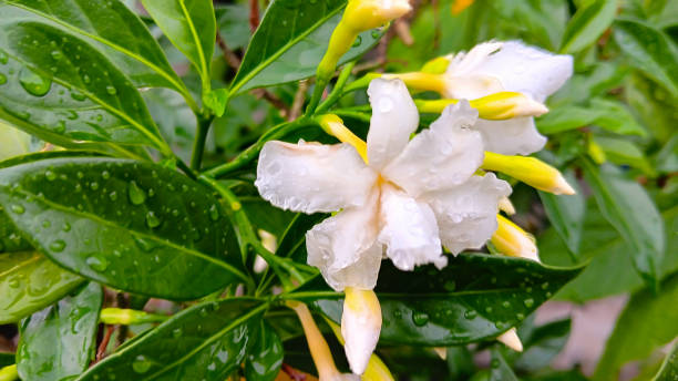 istock Gardenia jasminoides are white and very fragrant 1524343367