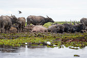 Thai water buffalos in south Phatthalung thailand