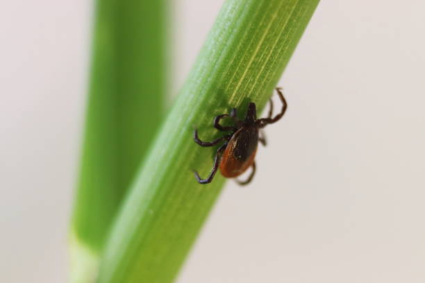 istock The common tick (Ixodes ricinus) feeds on the grass 1524389063