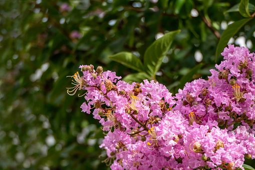 Brushes of pink flowers Crape Myrtle or Lagerstroemia close up on a blurred background
