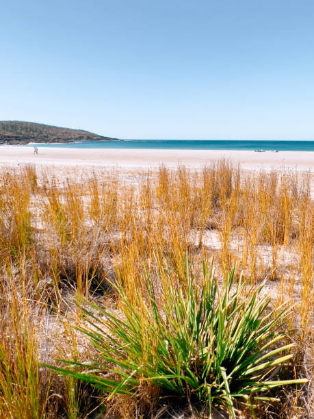 merry beach - côte sud nsw - aborigine grass family australia indigenous culture photos et images de collection