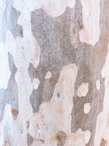 Vertical extreme closeup photo of the beautiful coloured and patterned bark on the trunk of a Eucalyptus tree growing in coastal scrub forest near Ulladulla, south coast NSW in Winter.