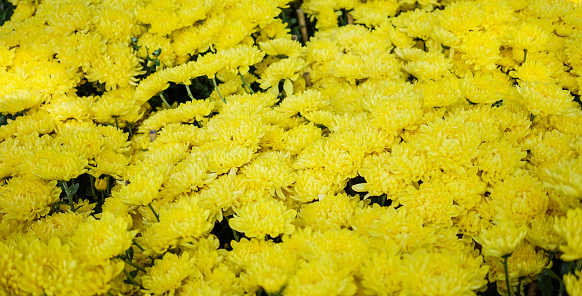 Chrysanthemum 'Green Mist' and 'Feeling White' in London, England
