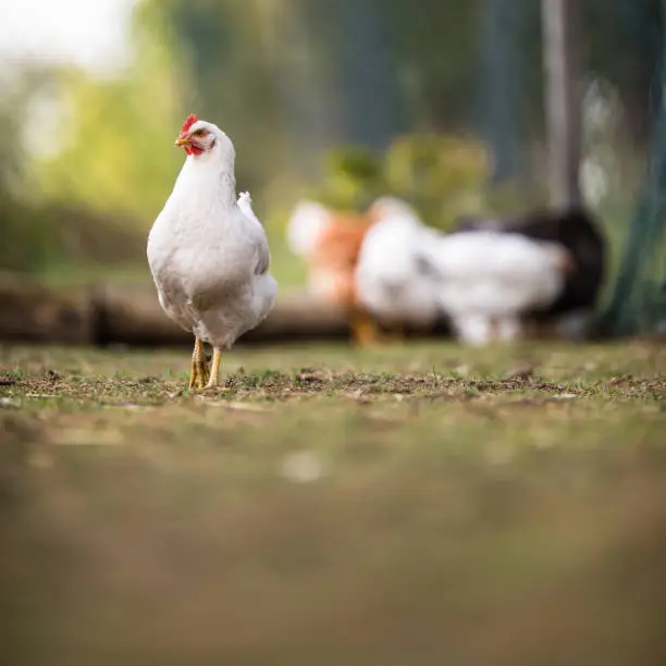 Photo of Hen in a farmyard