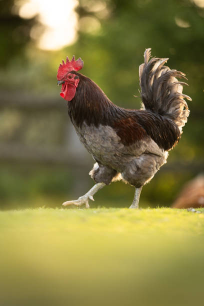 istock Hen in a farmyard 1524429395
