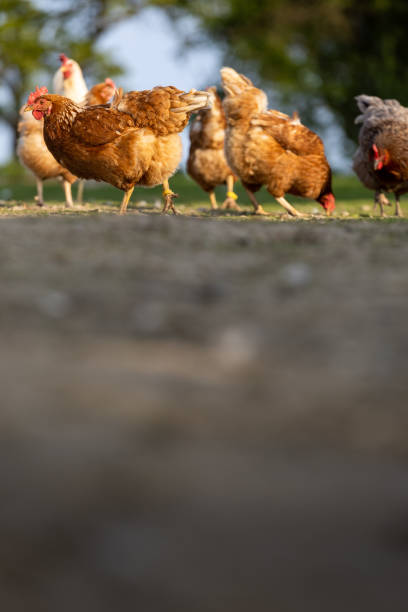 hen in a farmyard (gallus gallus domesticus) - broiler farm imagens e fotografias de stock