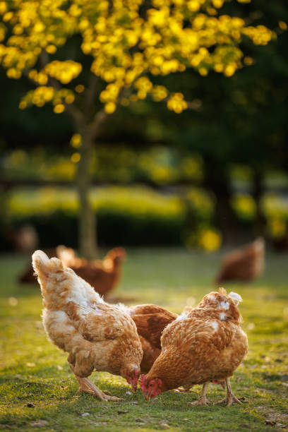 Hen in a farmyard (Gallus gallus domesticus) Hen in a farmyard feeding chickens stock pictures, royalty-free photos & images