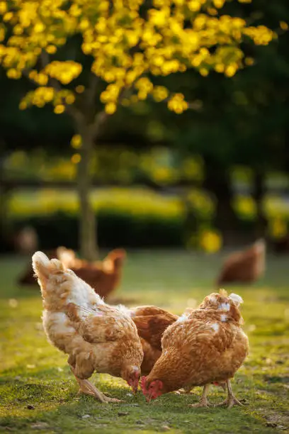 Photo of Hen in a farmyard (Gallus gallus domesticus)