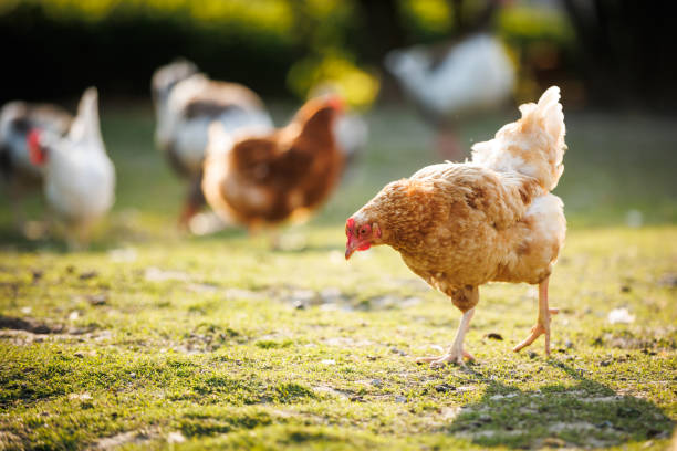 istock Hen in a farmyard 1524437266