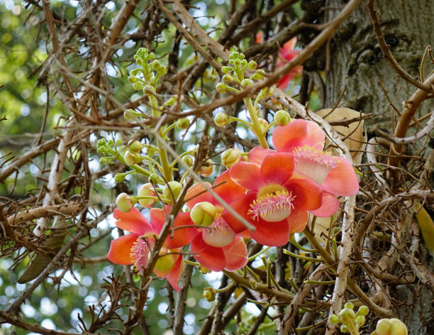istock Flowers from the unusual cannonball tree 1524461163