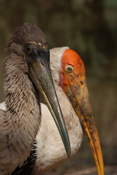 Stock photo showing close-up view of Mycteria leucocephala or the painted stork a large wading bird that nest colonially in trees. imagen en primer plano de un par de cigüeñas pintadas (mycteria leucocephala), plumas blancas y negras adultas y cabeza y pico naranjas, adulescente marrón, día soleado, clima tropical, fondo de agua, foto en la cabeza, enfoque en primer plano