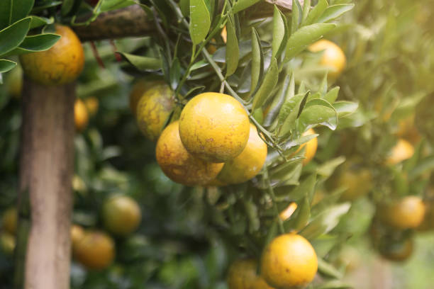 istock fresh orange fruit in orchard, Clean fruit or popular fruit background, market fruit from agriculture orchard, fresh fruit in the nature. 1524479697