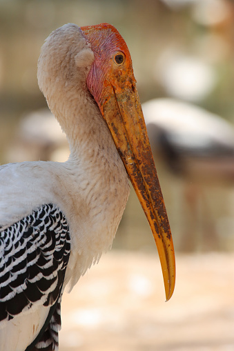 Stock photo showing close-up view of Mycteria leucocephala or the painted stork a large wading bird that nest colonially in trees.