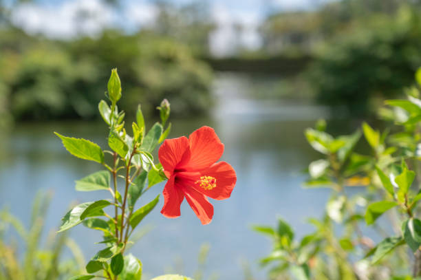 Flowers blooming in Okinawa, Japan