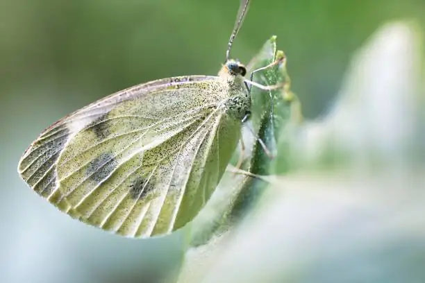 Der Kohlweissling in einer Makro Aufnahme