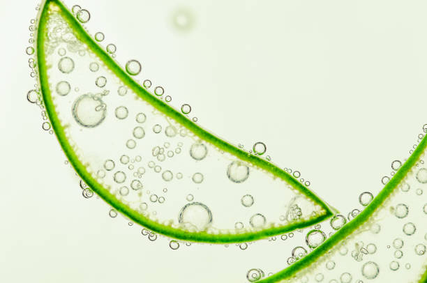 istock slice of Aloe Vera 1524536771