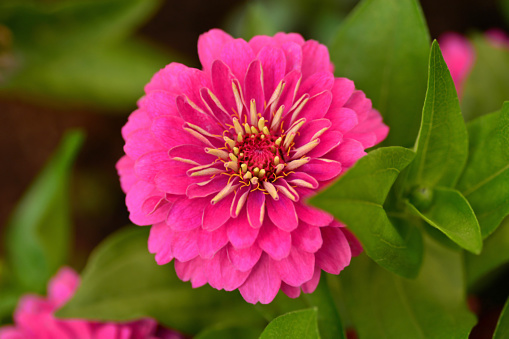 Summer in a garden: Bright blooming Zinnia elegance (dahlia) flower head.