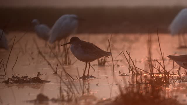 Common red shank and egrets in wetland in Early morning