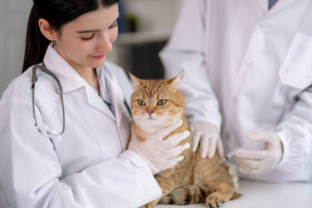 vet está examinando e cuidando de um gatinho bonito na clínica. - vet men laboratory holding - fotografias e filmes do acervo