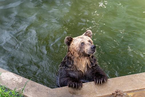 Ezo brown bear in the pool