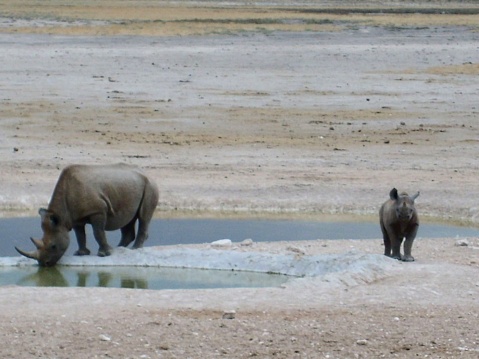 Emptyness all around in Etosha and then I saw these two rhinos all alone at a waterhole. Mother drinking, child simply standing and waiting. Such a peaceful sight