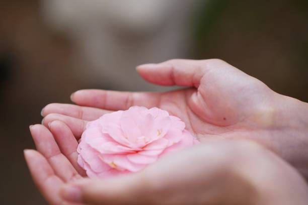 istock pink camellia in hand 1524606851