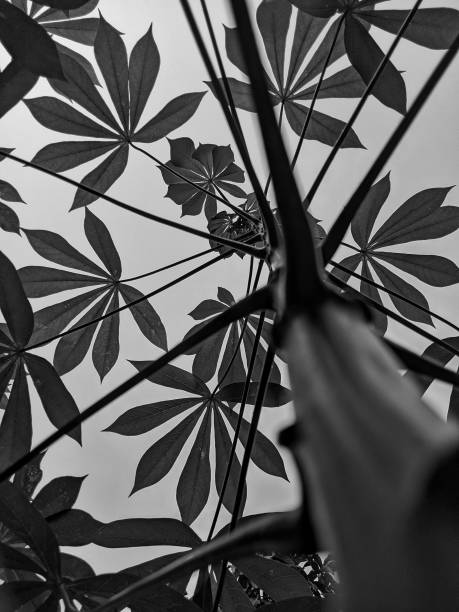 background with cassava stems and leaves, black and white background